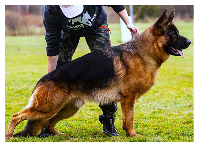 competitionfield_image1